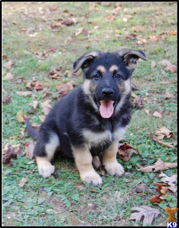 German Shepherd